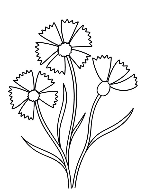 Cornflower Colouring page