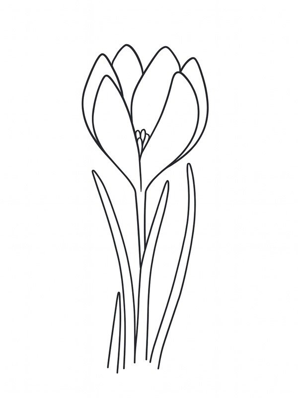 Crocus Colouring page