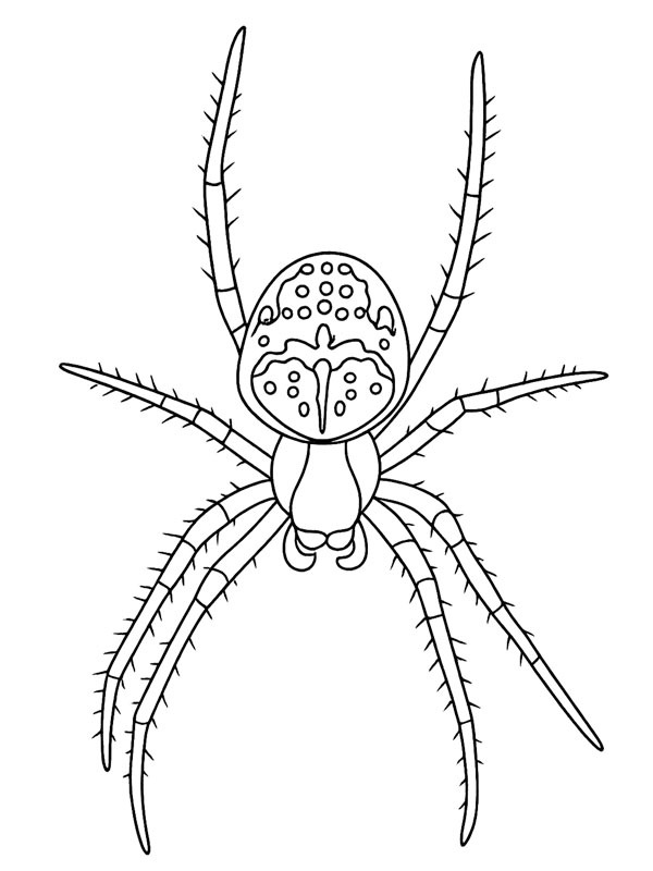 Cross spider Colouring page