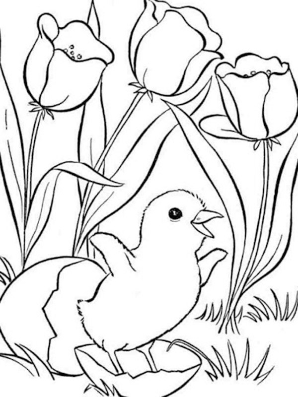 Chick Colouring page