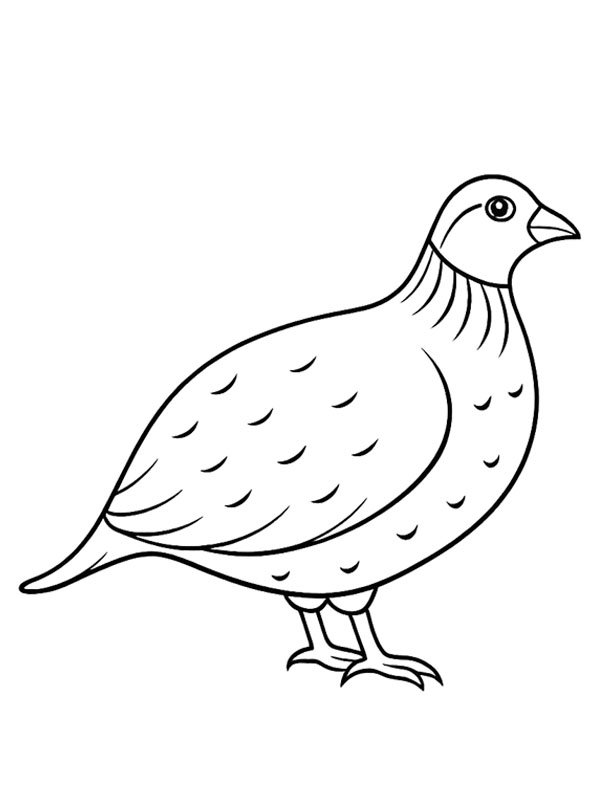 Quail Colouring page