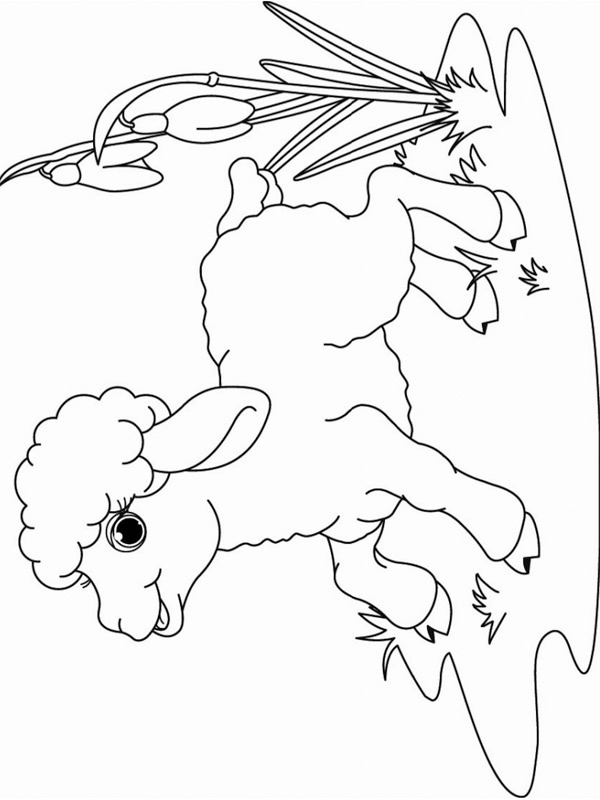 Lamb Colouring page