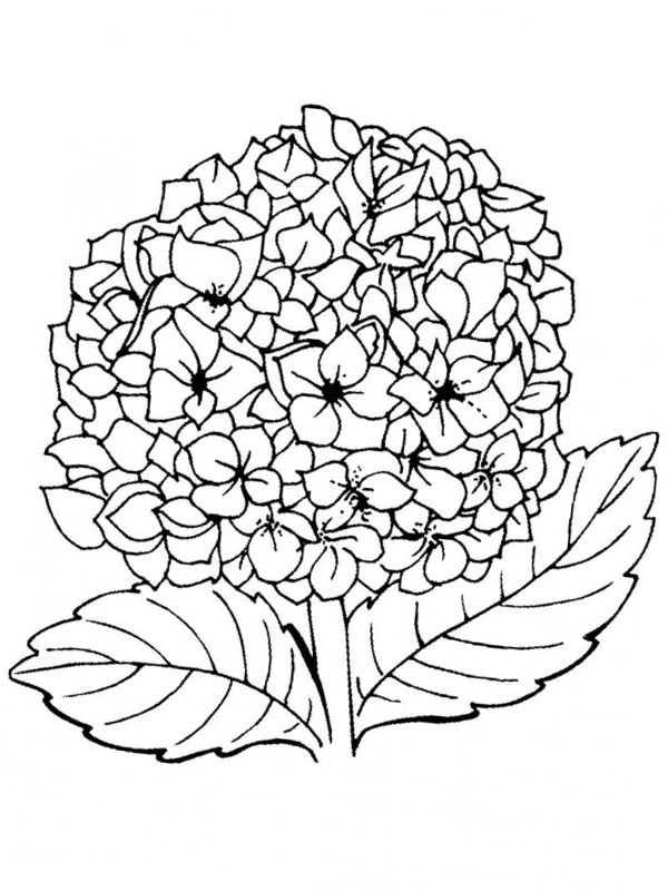lilac flower Colouring page