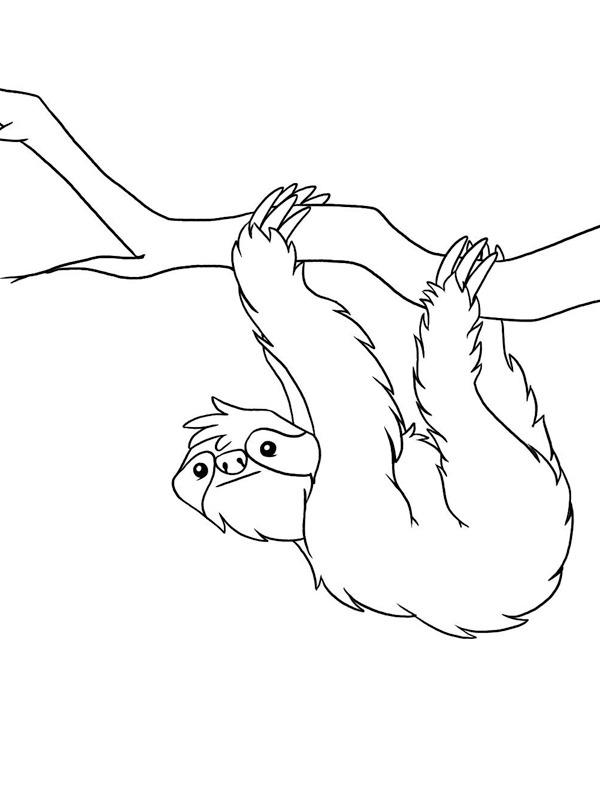 Sloth Colouring page