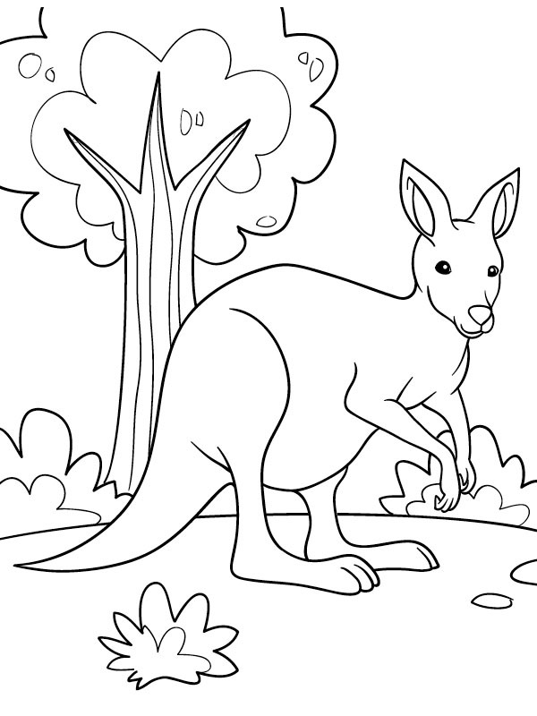 Pretty kangaroo Colouring page