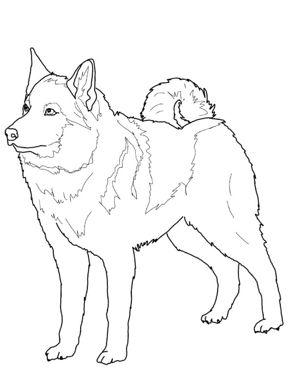 Norwegian Elkhound Colouring page