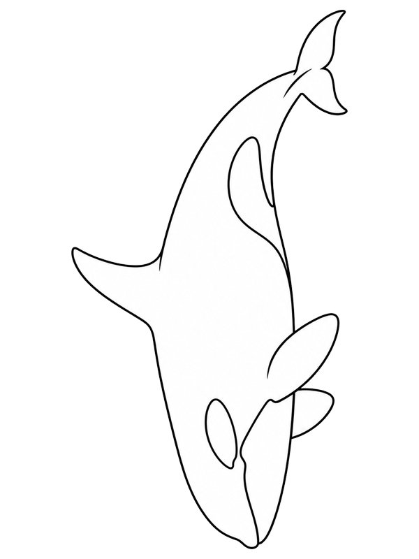 Killer whale Colouring page