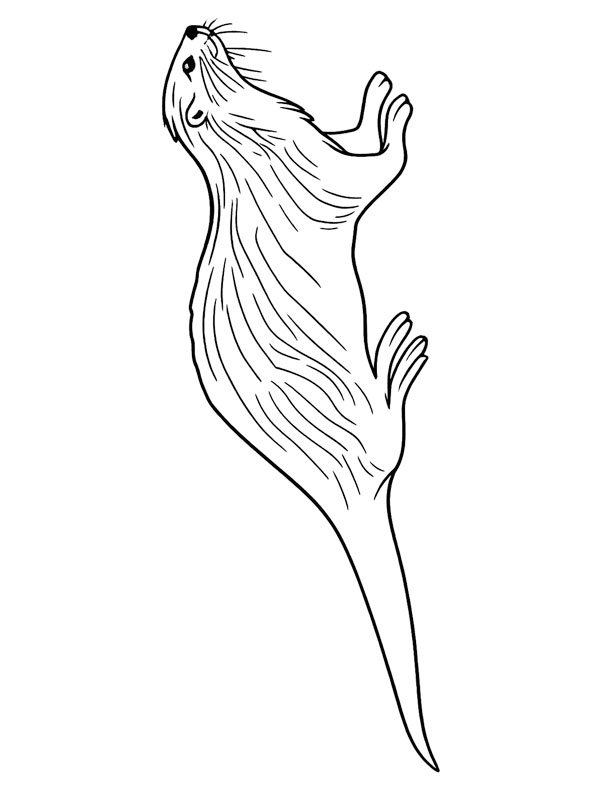 Otter Colouring page