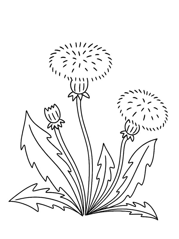 Dandelion Colouring page
