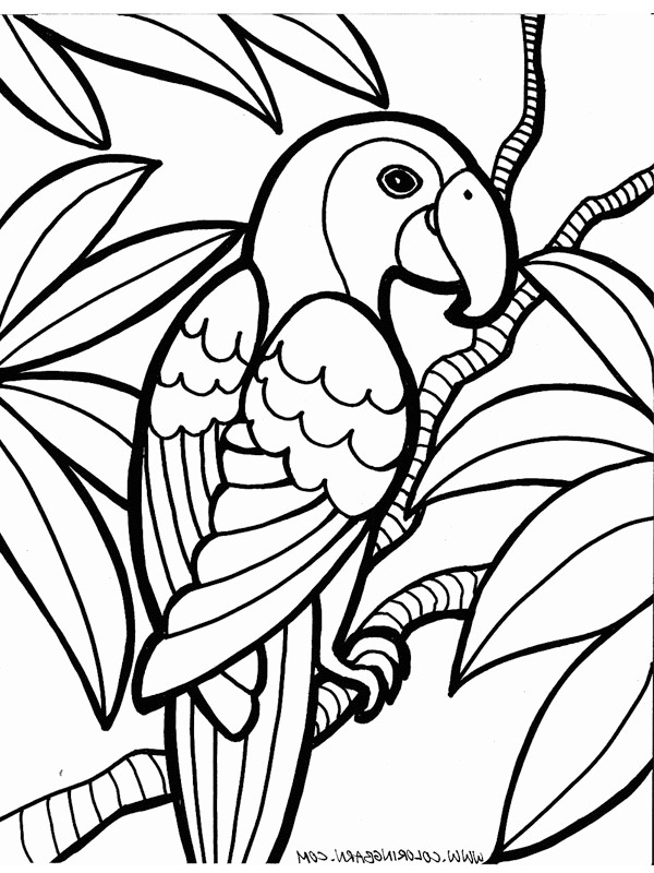 Parrot Colouring page