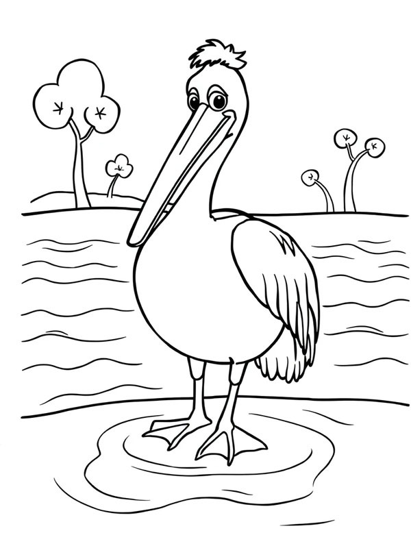 Pelican in the water Colouring page