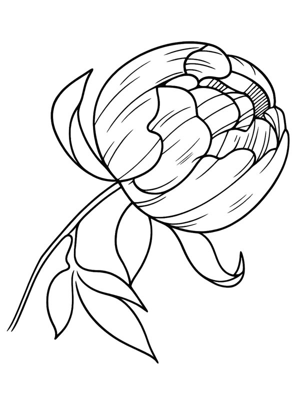 Peony Colouring page