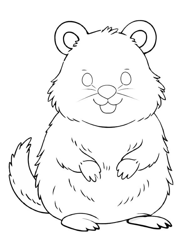 Quokka Colouring page