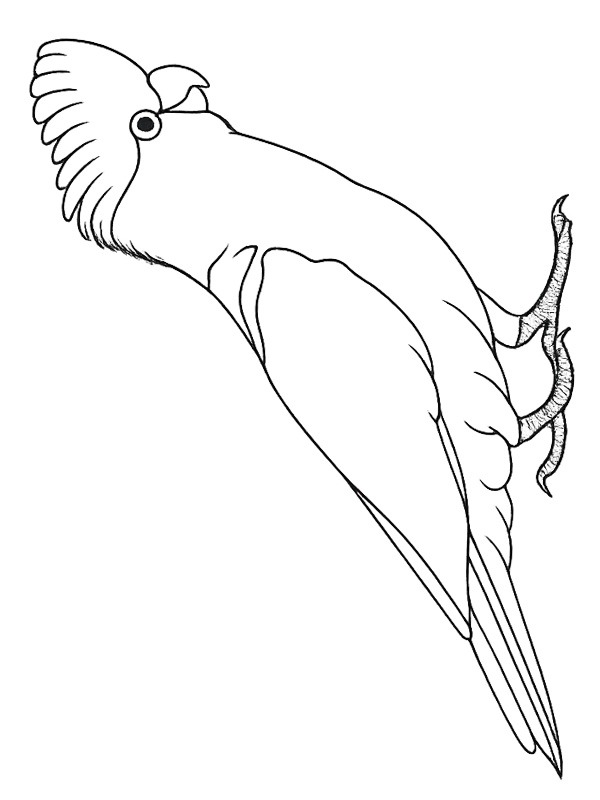 Pink cockatoo Colouring page