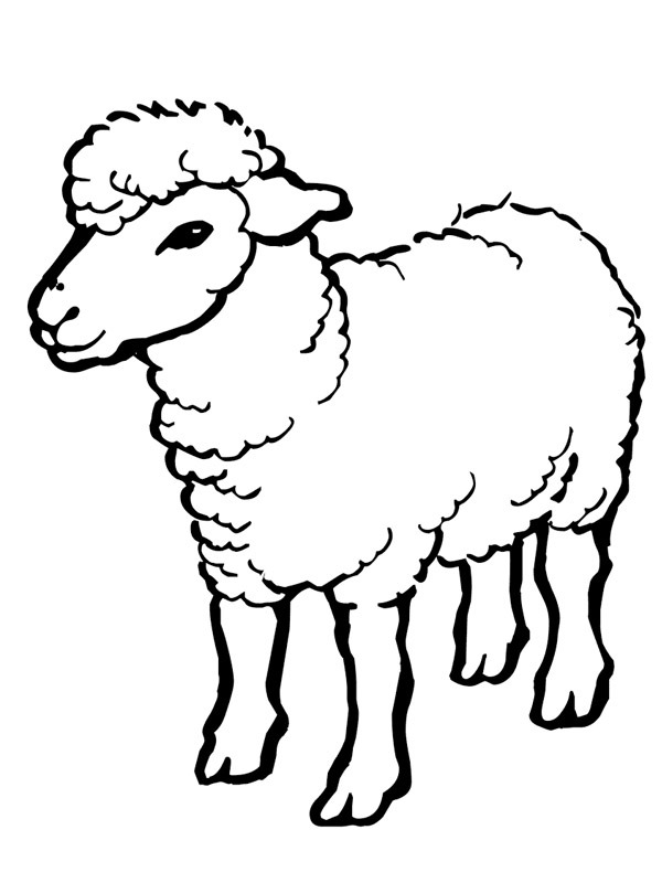 Sheep Colouring page