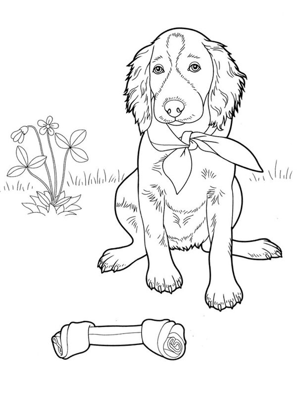 Cute dog Colouring page