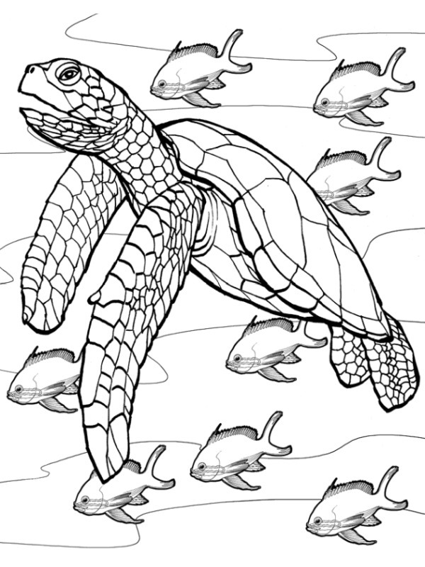 Turtle in the water Colouring page