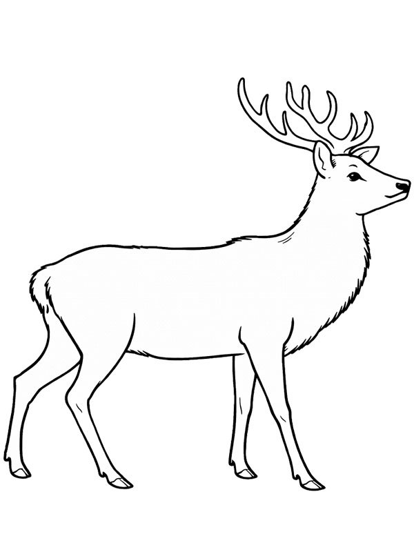 Sika deer Colouring page