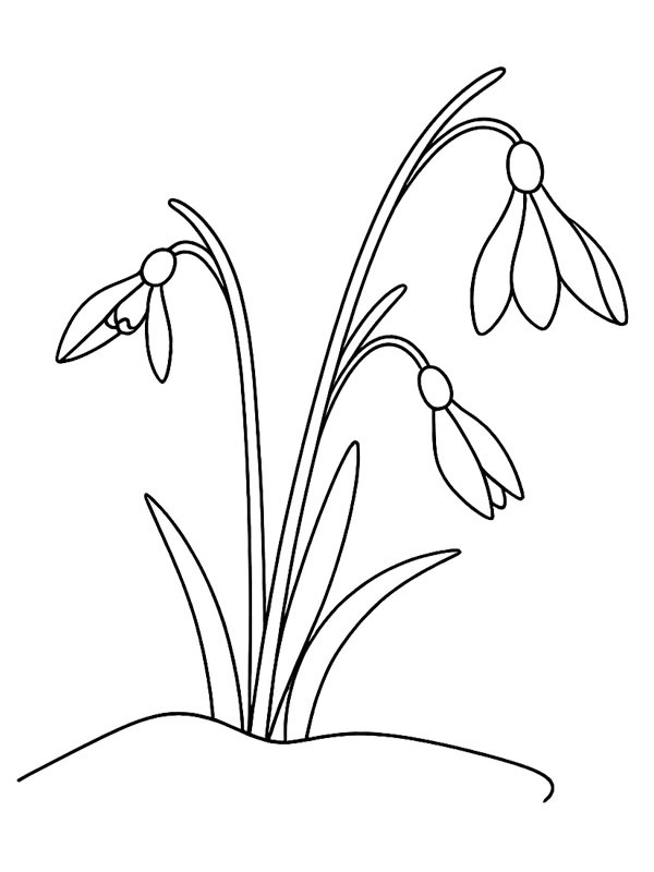 Snowdrop Flower Colouring page