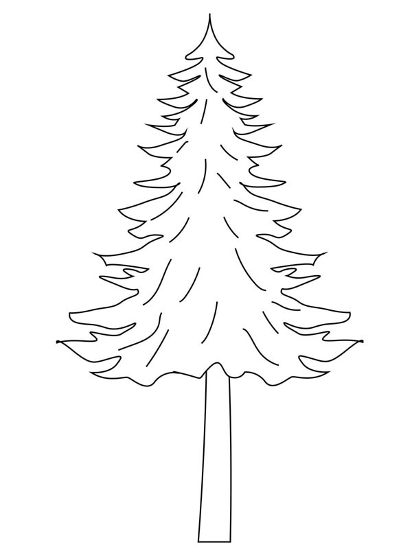 Spruce tree Colouring page