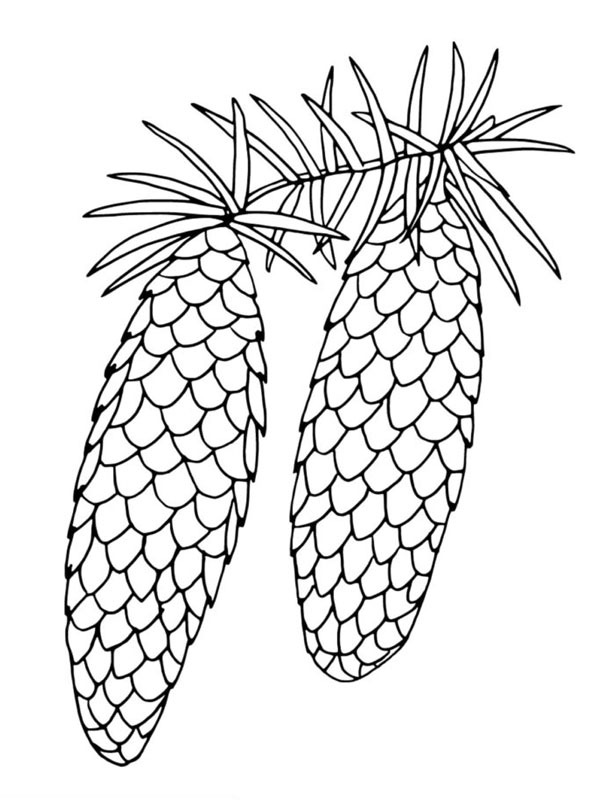 Spruce cones Colouring page
