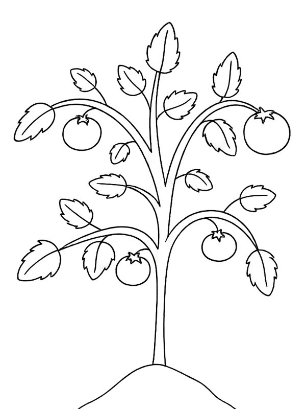 Tomato plant Colouring page