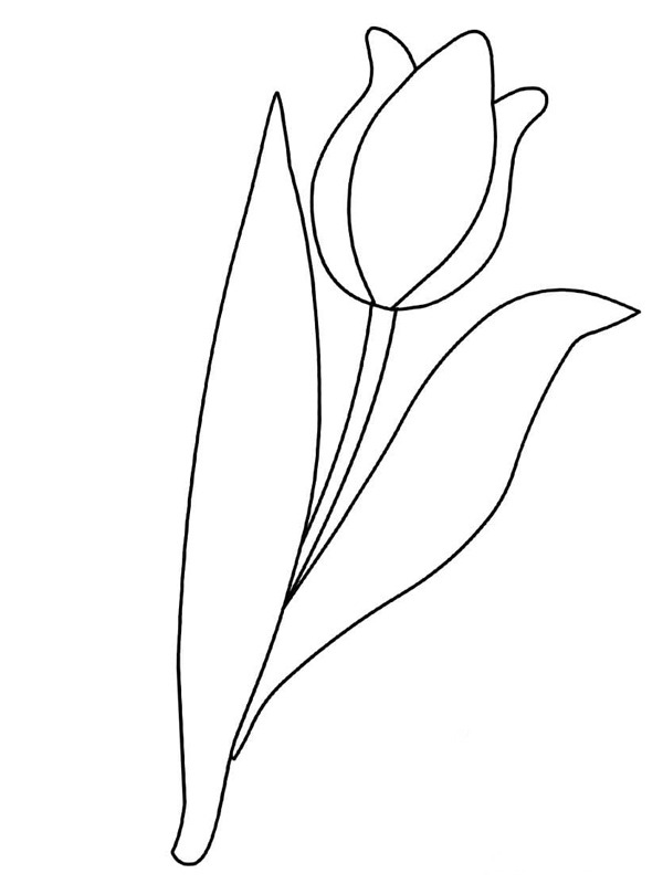 Tulip flower Colouring page