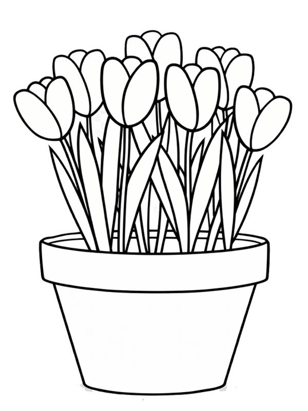 Tulip flowers in a flowerpot Colouring page