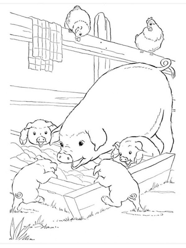 Pigs Colouring page