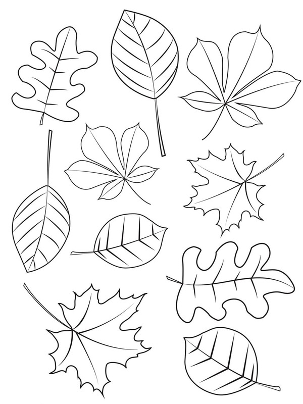 Different autumn leaves Colouring page