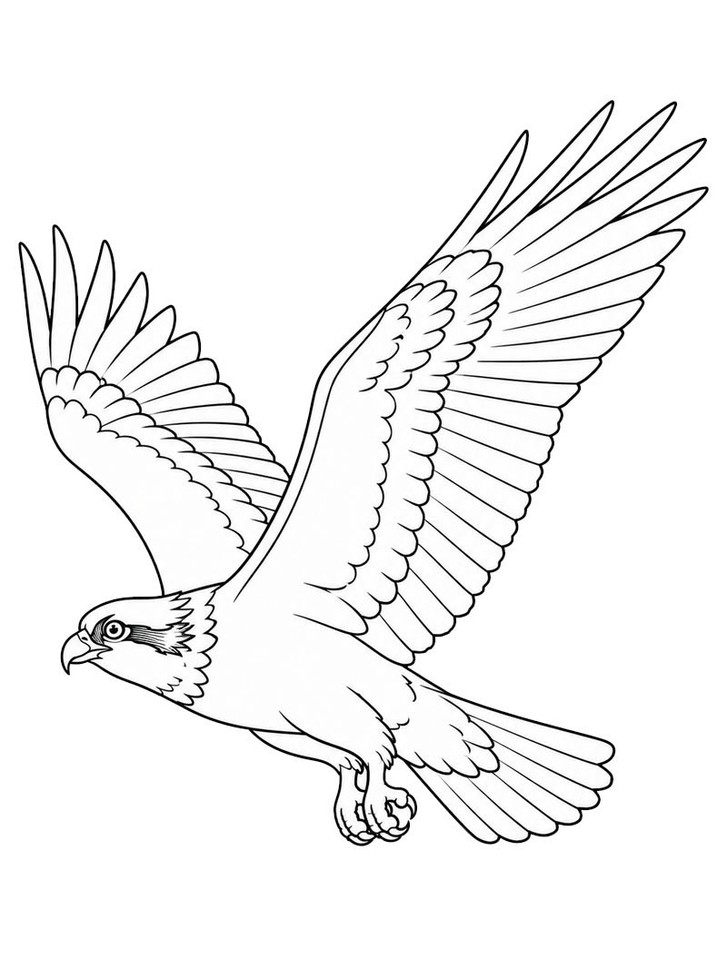 Fish hawk Colouring page