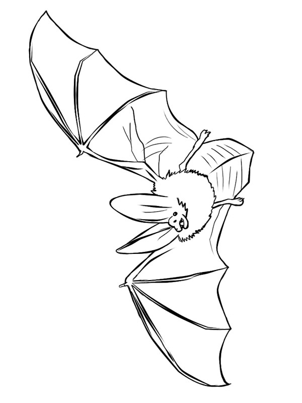 Realistic bat Colouring page