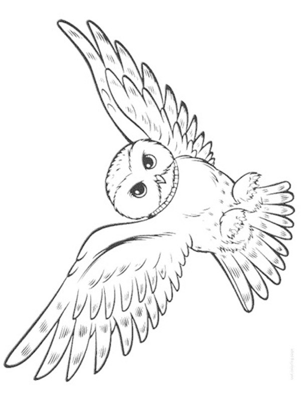 Flying owl Colouring page