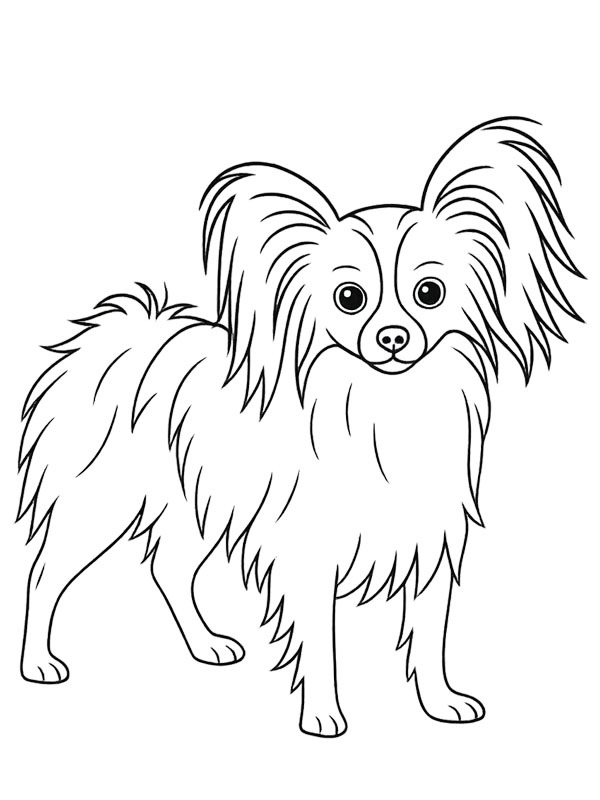 Papillon dog Colouring page