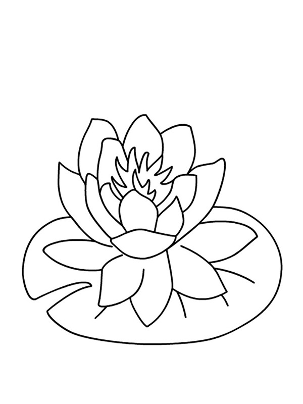 Water lily blossom Colouring page