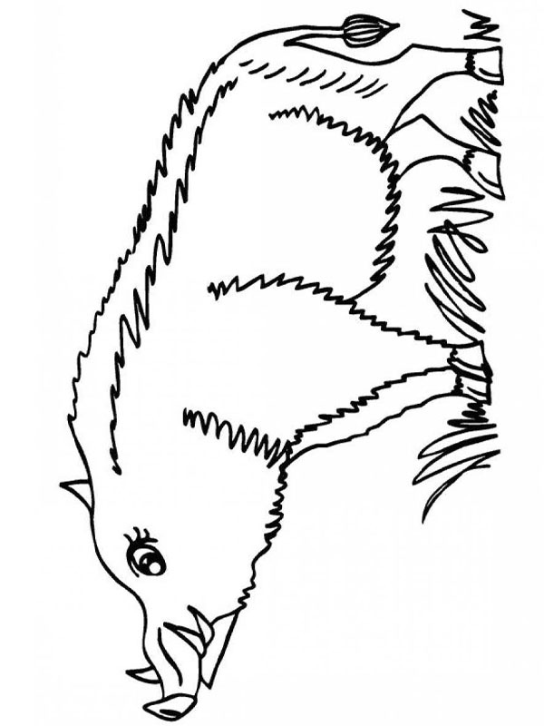 Wild boar Colouring page