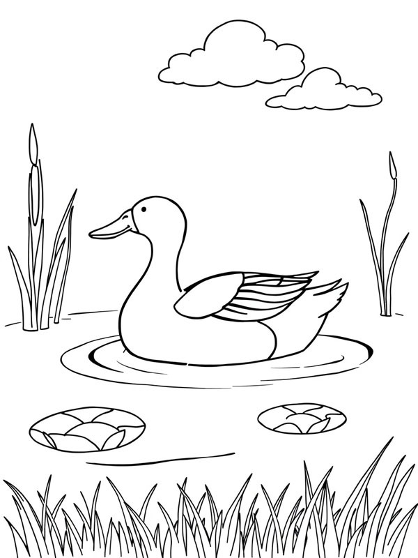 Wild duck Colouring page