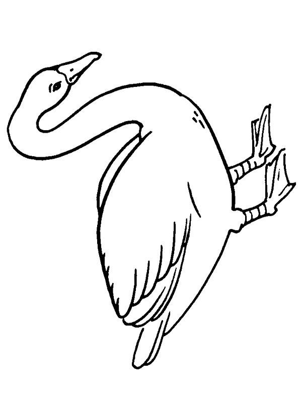 Whooper swan Colouring page
