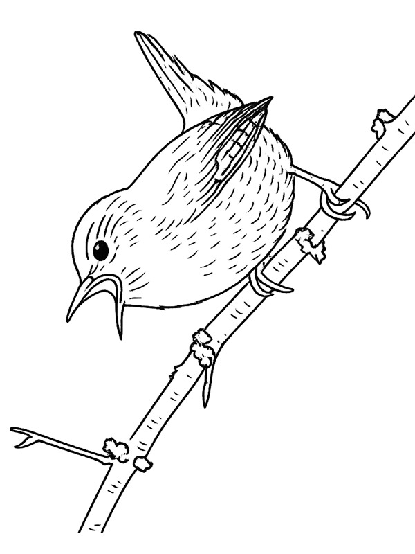 Eurasian wren Colouring page