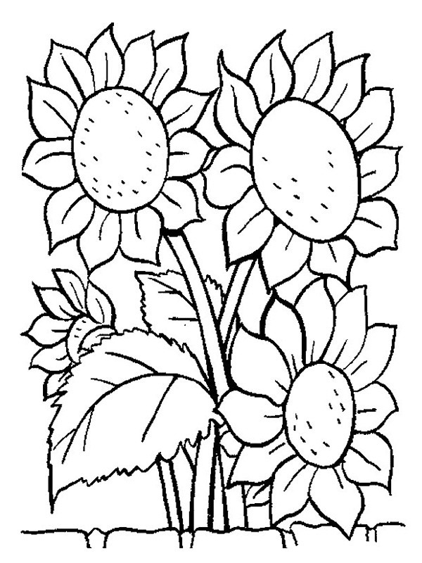 Sunflowers Colouring page