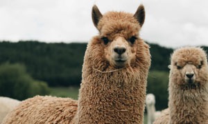 Alpaca