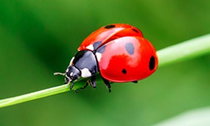 Ladybug